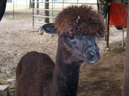 Alpaca For Sale - EOA TOLE at Alpacas By Choice