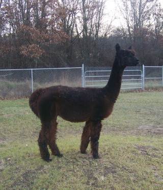 Alpaca For Sale - DVZ's Our Precious Lady at Lotis Alpacas