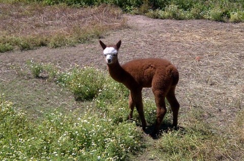 Rev It Up's first cria-Danika