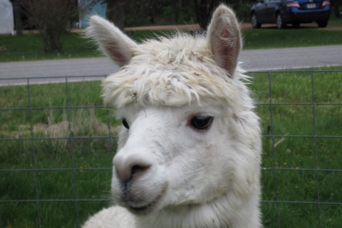 Alpaca For Sale - Brainstorm's Allure at Fountain Mist Alpacas, LLC