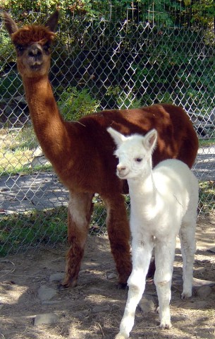 Buffy's 2013 cria Maximo