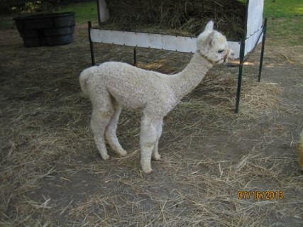 Cleo's 2012 cria