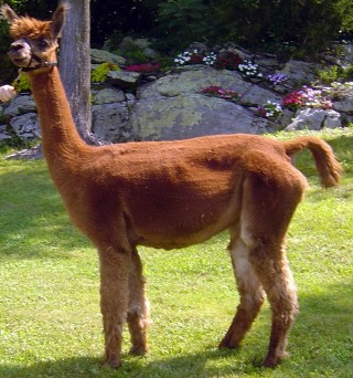 Alpaca For Sale - Roc's Buffy Sainte-Marie at Rock Ridge Alpacas