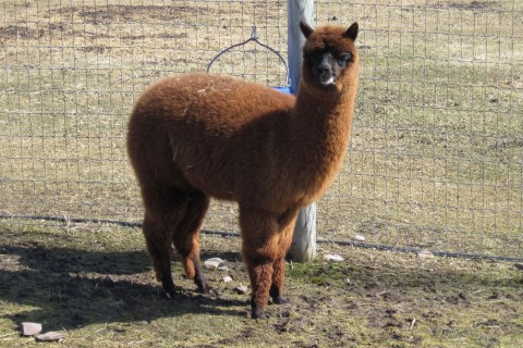 Alpaca For Sale - Rosario of FMAF at Fountain Mist Alpacas, LLC