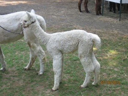 Cleo's 2012 cria