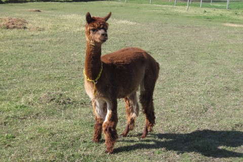 Alpaca For Sale - MFH Lizbeth at Fountain Mist Alpacas, LLC