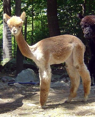 Buffy's cria Roxana 2010