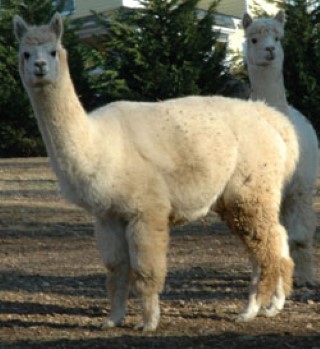 Alpaca For Sale - Hermes Selene at Hermes Alpacas