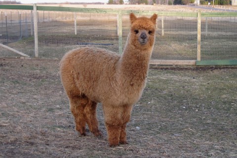 Alpaca For Sale - Rainy Day Melody of FMAF at Fountain Mist Alpacas, LLC