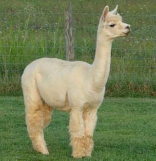 Alpaca For Sale - MH (Accoyo) Veronia at ACCOYOS OF VIRGINIA, LLC