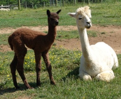 Alpaca For Sale - CMR Peruvian Yolanda at ACCOYOS OF VIRGINIA, LLC