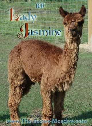 Alpaca For Sale - KF Lady Jasmine at Close-Knit Alpacas