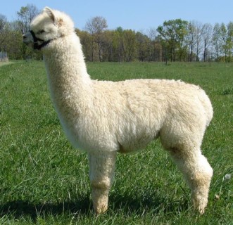 2011 Cria's Fleece