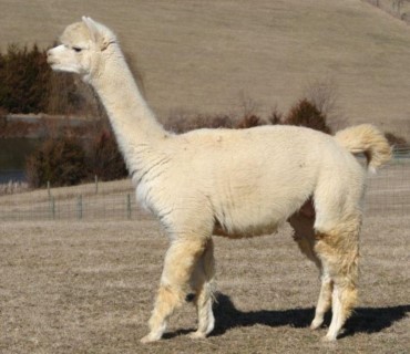 Alpaca For Sale - NWA, LTD Farrah at ACCOYOS OF VIRGINIA, LLC