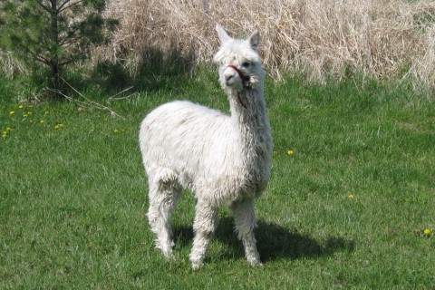 Alpaca For Sale - Cyclone at Fountain Mist Alpacas, LLC