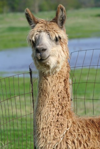 Alpaca For Sale - Skipjack's Gale at Dragonfly Alpacas LLC