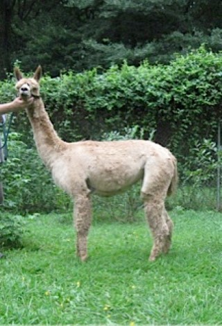 Alpaca For Sale - Shasta BLUE at Blueberry Hill Suri Farm