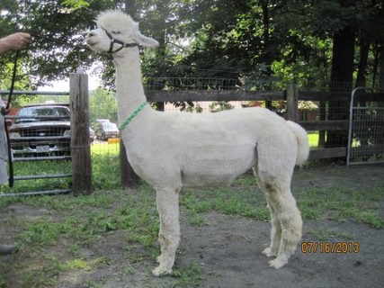 Alpaca For Sale - Boss-A-Nova's Tango at Owl Acres Alpacas