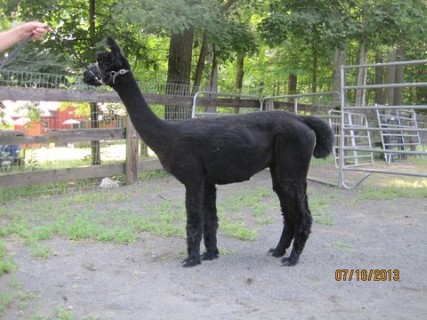 Alpaca For Sale - Maple Brook Zita at Owl Acres Alpacas