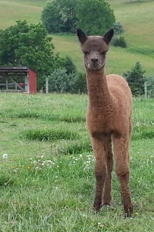 Alpaca For Sale - AOV Peruvian Cinders at ACCOYOS OF VIRGINIA, LLC