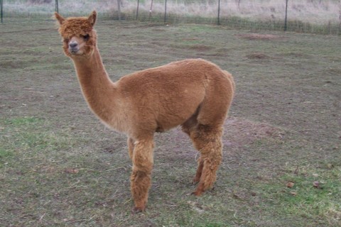 Alpaca For Sale - Angelic Celestial Ecstacy at Fountain Mist Alpacas, LLC