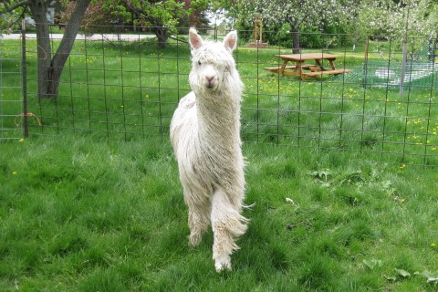 Alpaca For Sale - Bruno's Peruvian General at Fountain Mist Alpacas, LLC