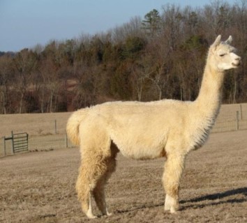 Alpaca For Sale - Smugglers' Accoyo Viola at ACCOYOS OF VIRGINIA, LLC