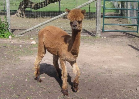 Alpaca For Sale - Natalie of FMAF at Fountain Mist Alpacas, LLC