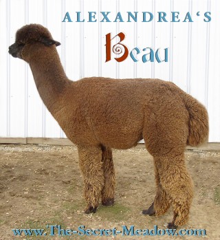 Alpaca For Sale - Alexandrea's Beau at Close-Knit Alpacas