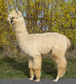 Alpaca For Sale - My Accoyo Enterprising Bliss of AOV at ACCOYOS OF VIRGINIA, LLC