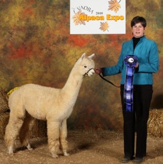 Alpaca For Sale - AOV Peruvian Allure at ACCOYOS OF VIRGINIA, LLC