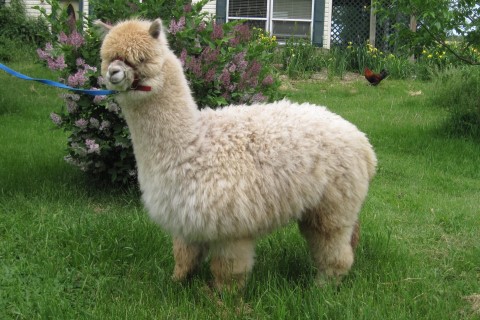 Alpaca For Sale - Quinta of FMAF at Fountain Mist Alpacas, LLC