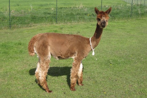 Alpaca For Sale - Kettle Hill's Peruvian Madalena at Fountain Mist Alpacas, LLC