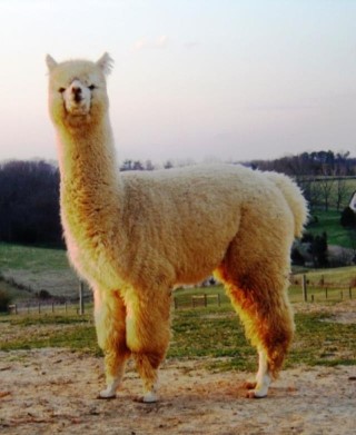 Alpaca For Sale - Vengador's Accoyo Dasher at AlpacaBarns Classic Accoyos