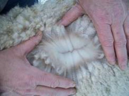 Tango's Fleece