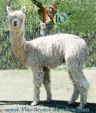 Alpaca For Sale - HHAI Rio at Close-Knit Alpacas