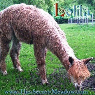 Alpaca For Sale - HHAI LOLITA at Close-Knit Alpacas