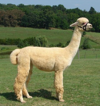 Alpaca For Sale - AOV Accoyo Mafia Princess at ACCOYOS OF VIRGINIA, LLC