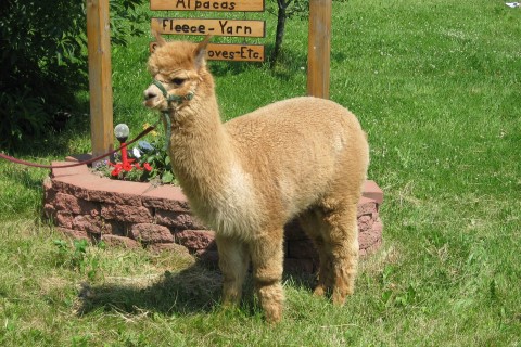 Alpaca For Sale - Otina of FMAF at Fountain Mist Alpacas, LLC