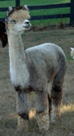 Alpaca For Sale - Jacuzzi Rose Storm at Hermes Alpacas