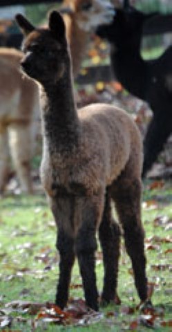 2012 cria