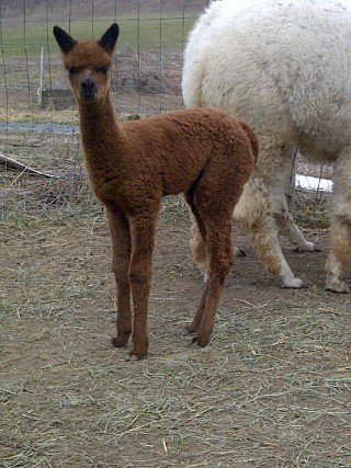 Hanna's first cria - Lilly