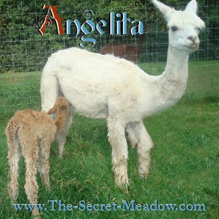 Alpaca For Sale - Daland's Angelita of LFA at Close-Knit Alpacas