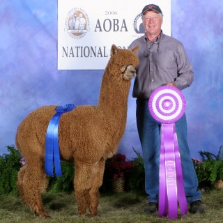 Alpaca For Sale - Accoyo America Navigator at ACCOYOS OF VIRGINIA, LLC