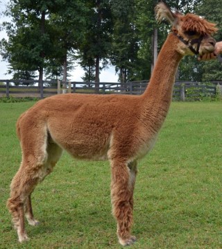 Alpaca For Sale - HRM's Zahara at Hermes Alpacas