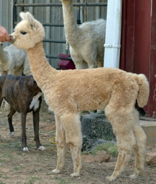 Sundance, Zahara's cria