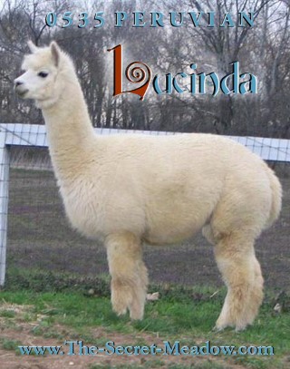 Alpaca For Sale - 0535 Peruvian Lucinda at Close-Knit Alpacas