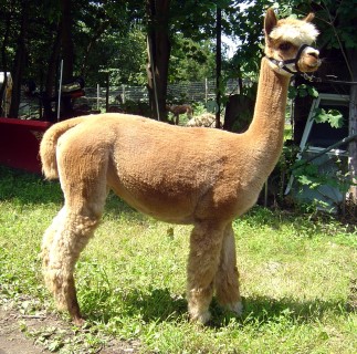 Alpaca For Sale - Roc's Amazin Gracie at Rock Ridge Alpacas