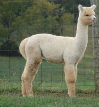 Alpaca For Sale - AOV Accoyo Ainsley at ACCOYOS OF VIRGINIA, LLC