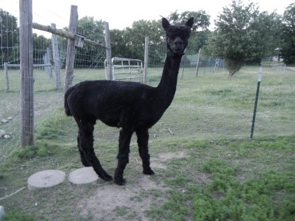 Alpaca For Sale - RFEAF Moon Dance at Rocky Flats Elk Alpaca Farm